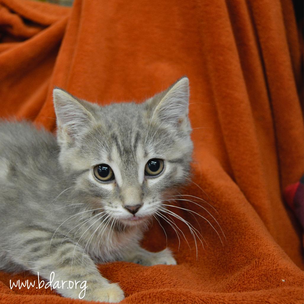 Georgia O'Keefe, a Adoptable Domestic Short Hair in Cheyenne, WY image 1/2