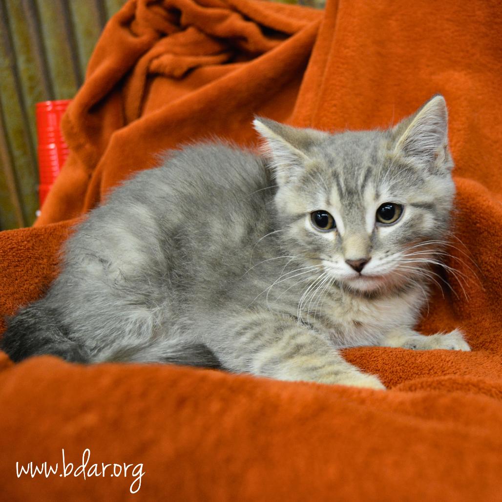 Georgia O'Keefe, a Adoptable Domestic Short Hair in Cheyenne, WY image 2/2