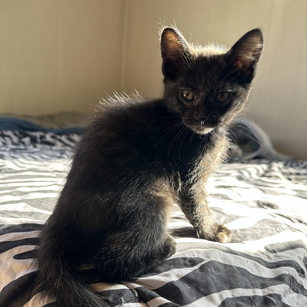 Enlarge Toulouse, a Adoptable Domestic Short Hair in Galesburg, IL image 1/2