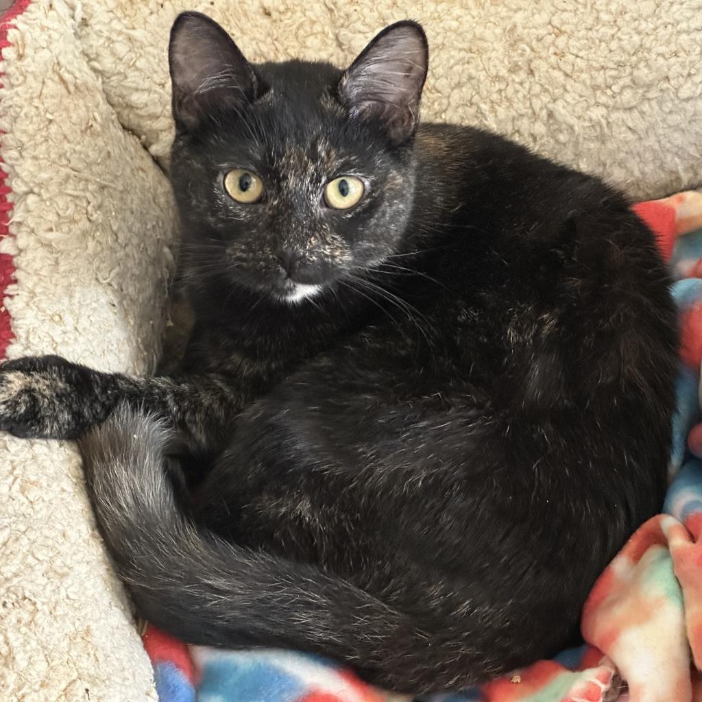 Enlarge Toulouse, a Adoptable Domestic Short Hair in Galesburg, IL image 2/2