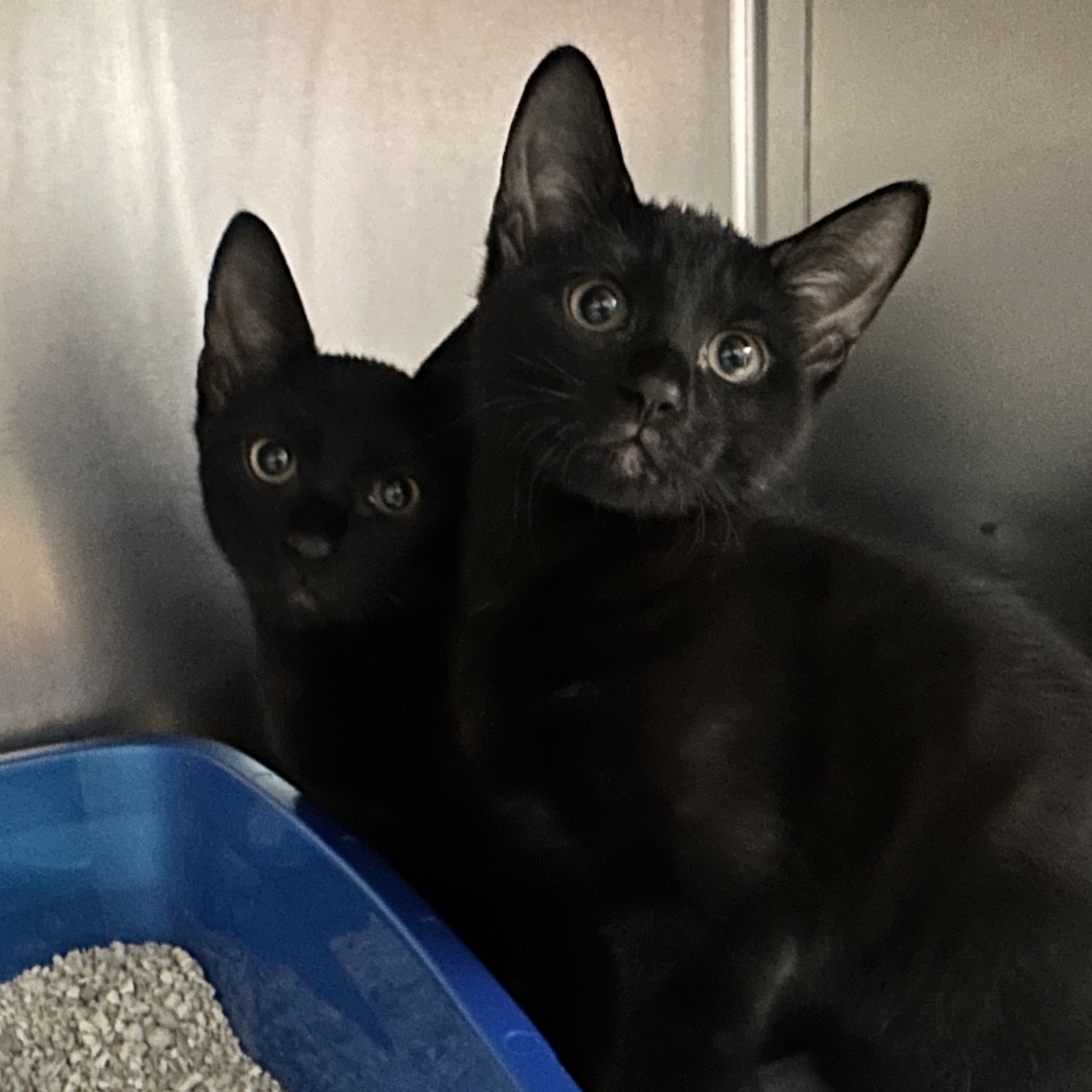 Cat for adoption Salt & Pepper Sweet Siblings, a Domestic Short Hair