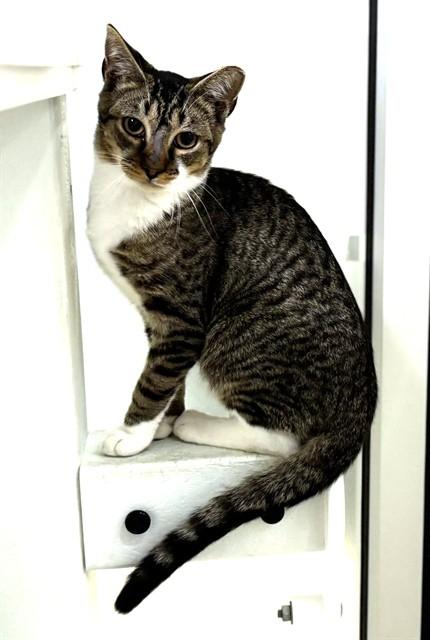 MACARONI, Adoptable, Young Male Domestic Short Hair.
