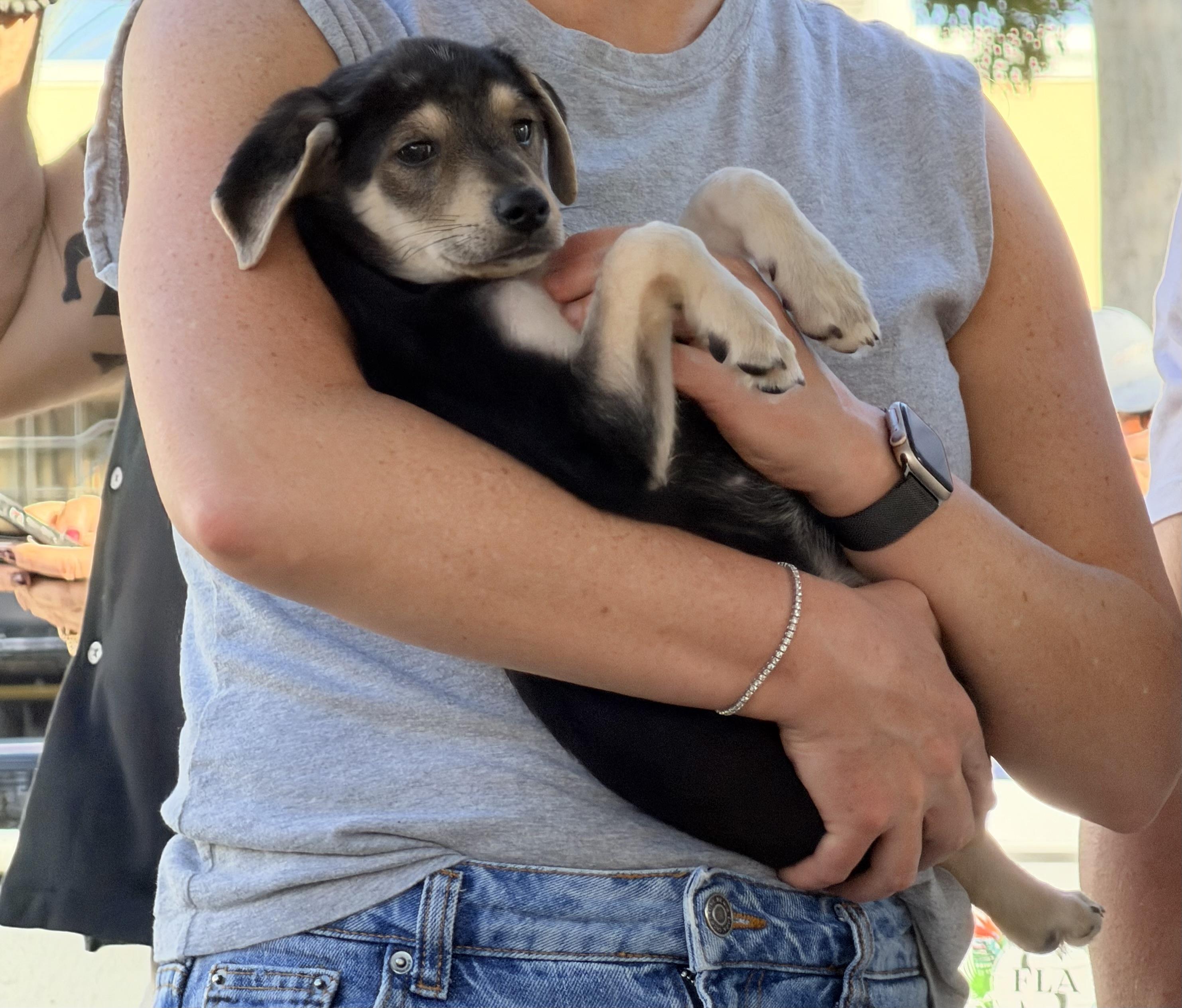 Elvira, a Adoptable mixed breed in Palm springs, FL image 1/2