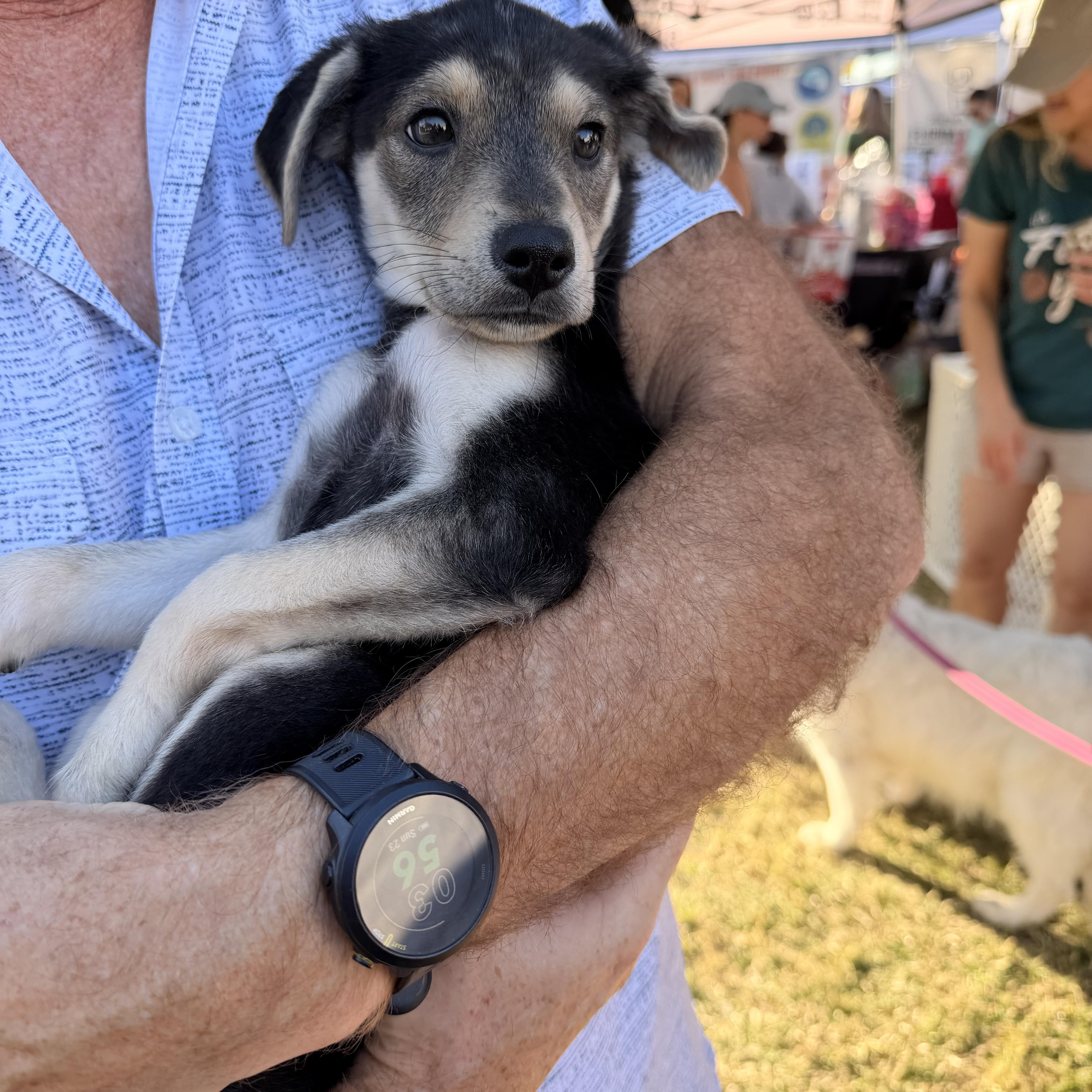Elvira, a Adoptable mixed breed in Palm springs, FL image 2/2