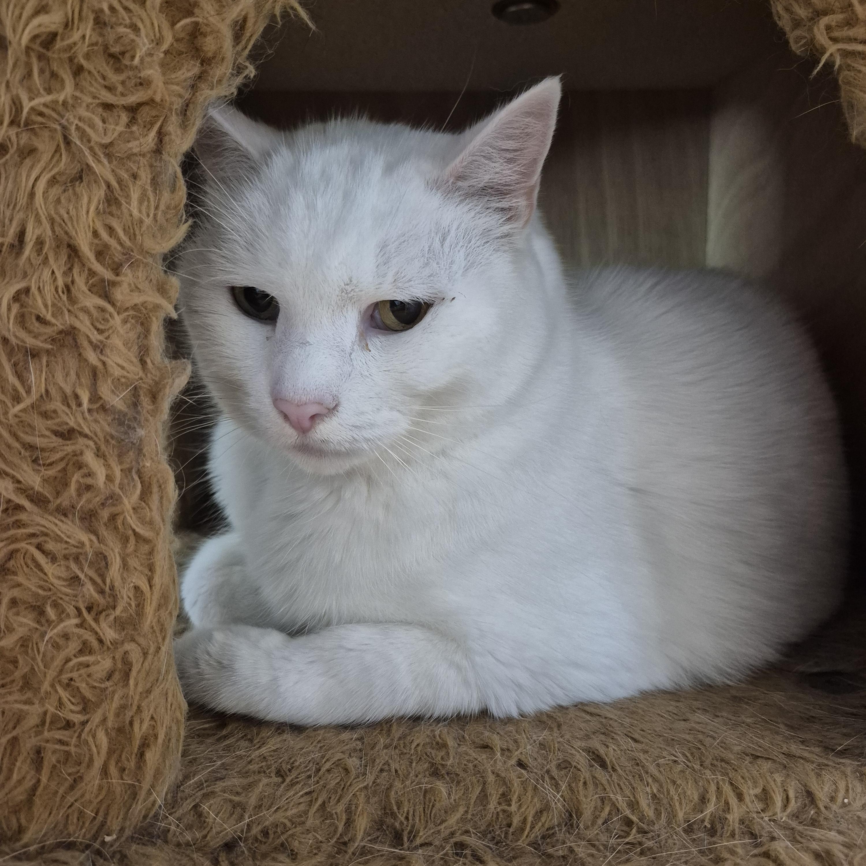 Konani, a ADOPTABLE Domestic Short Hair in Tioga, PA image 4/4