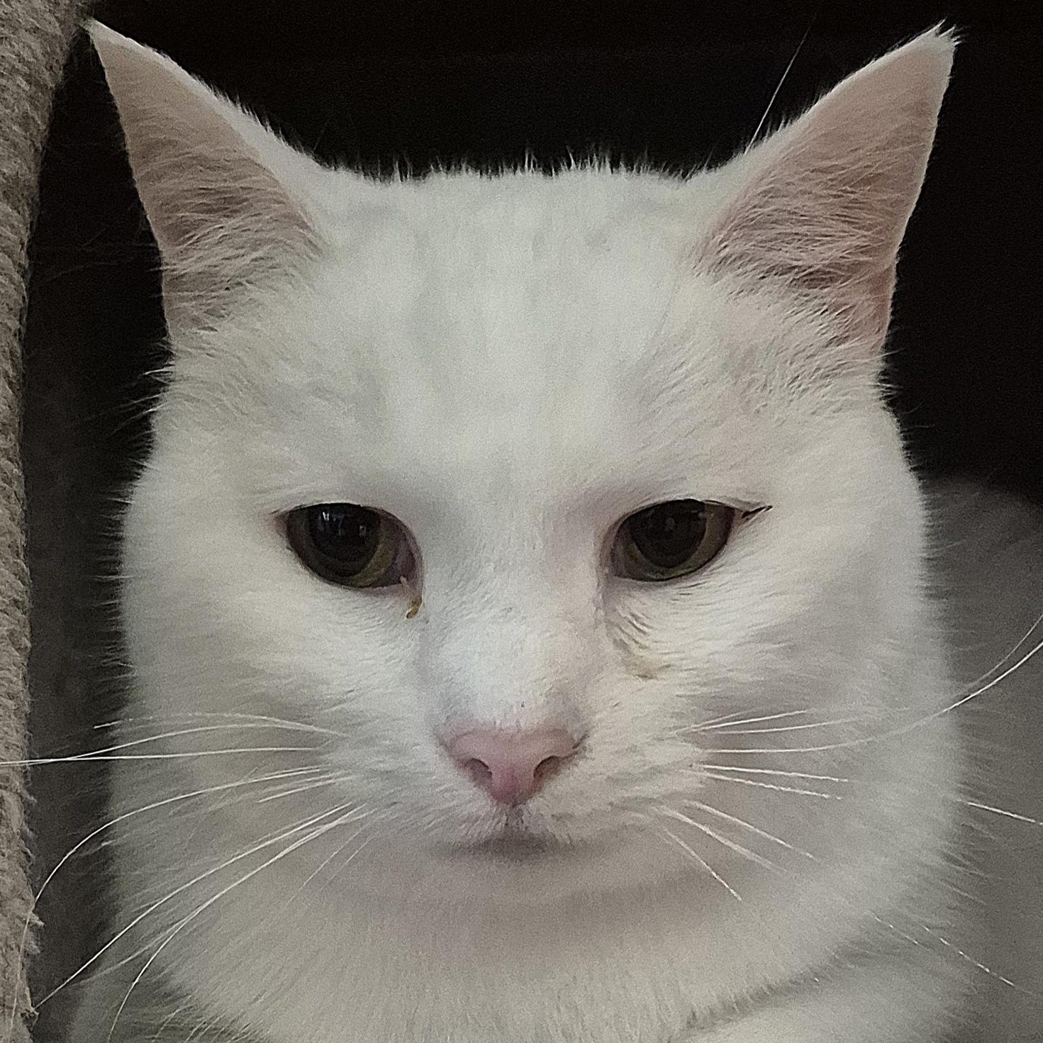 Konani, ADOPTABLE, Senior Female Domestic Short Hair.