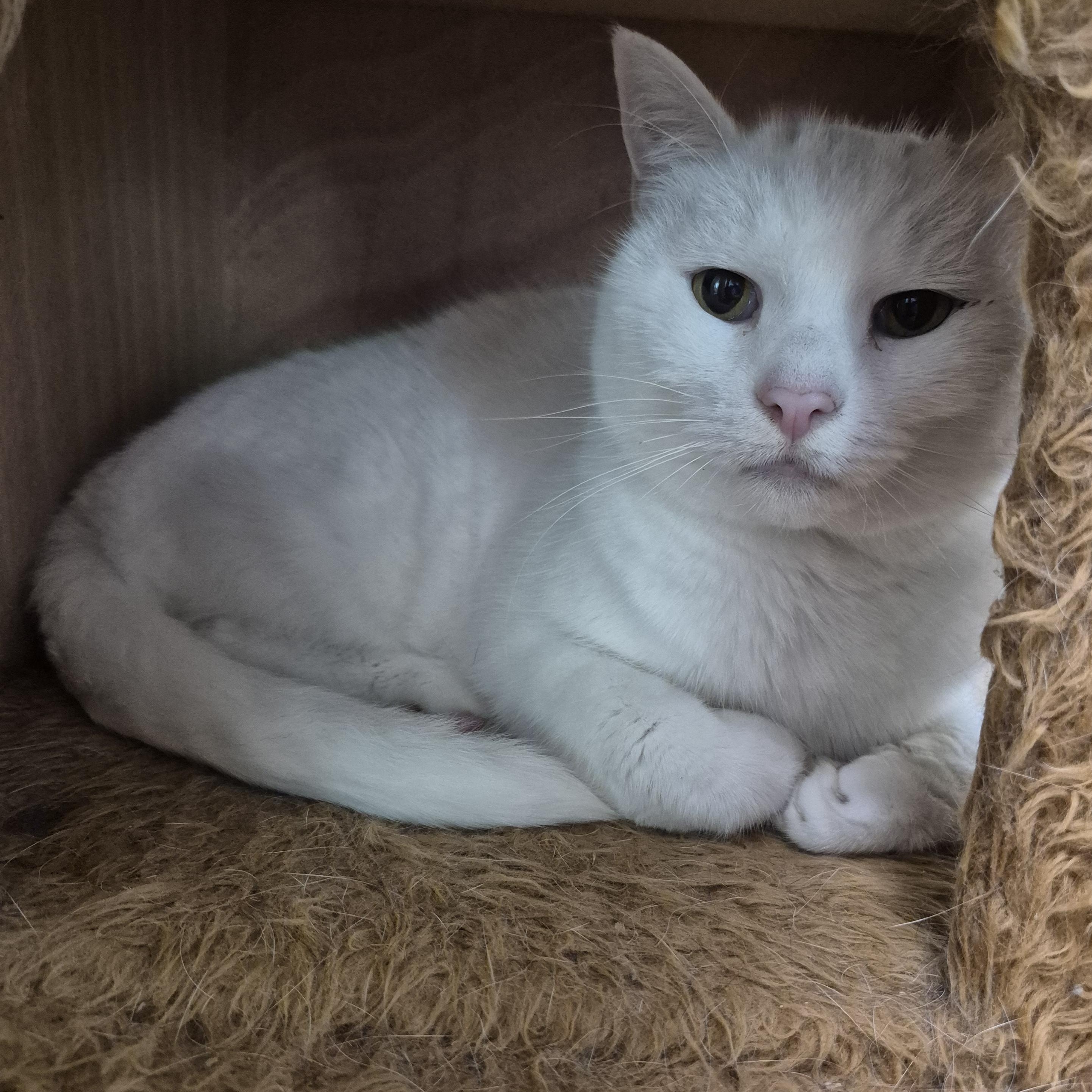 Konani, a ADOPTABLE Domestic Short Hair in Tioga, PA image 3/4
