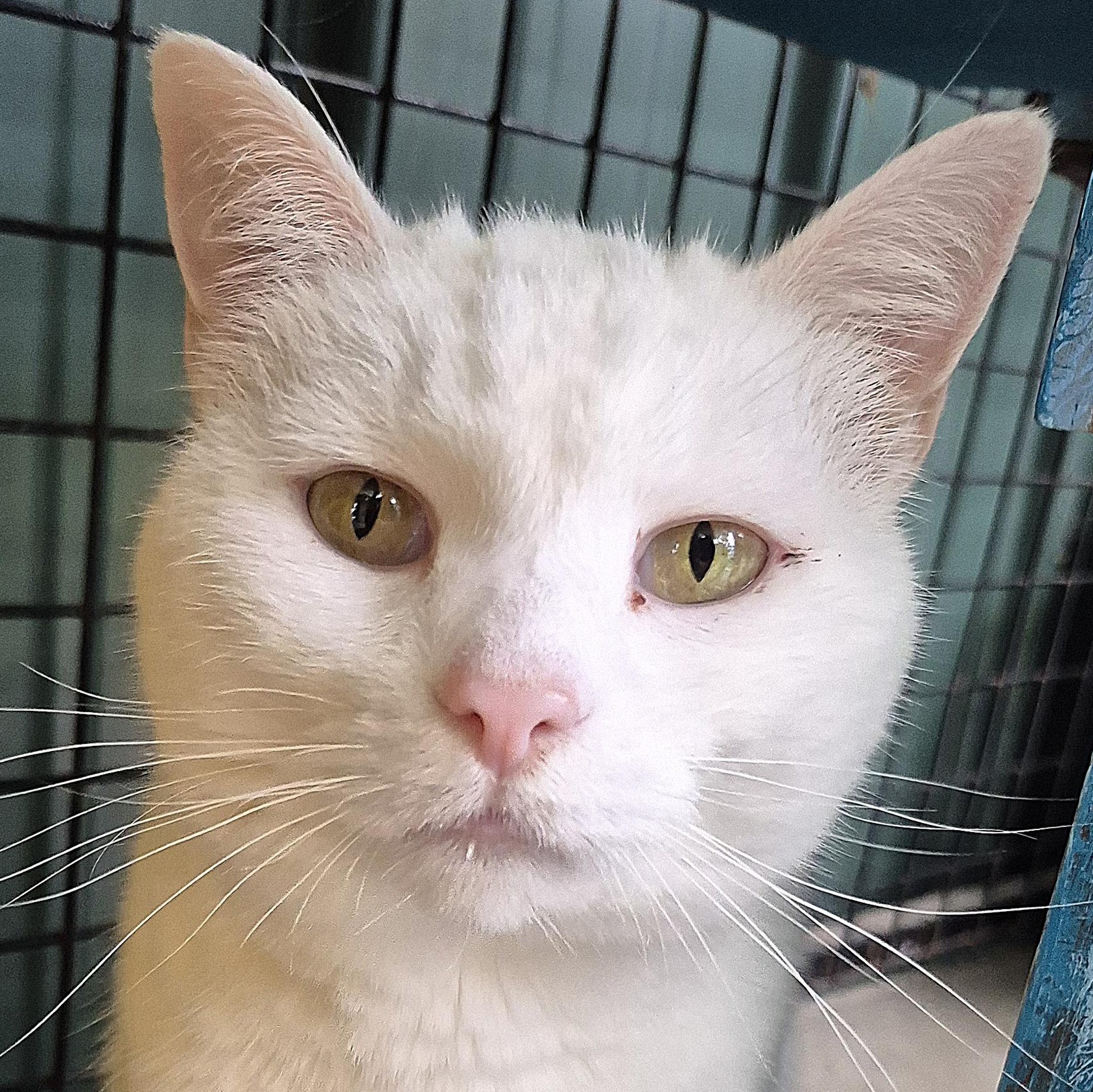 Konani, ADOPTABLE, Senior Female Domestic Short Hair.