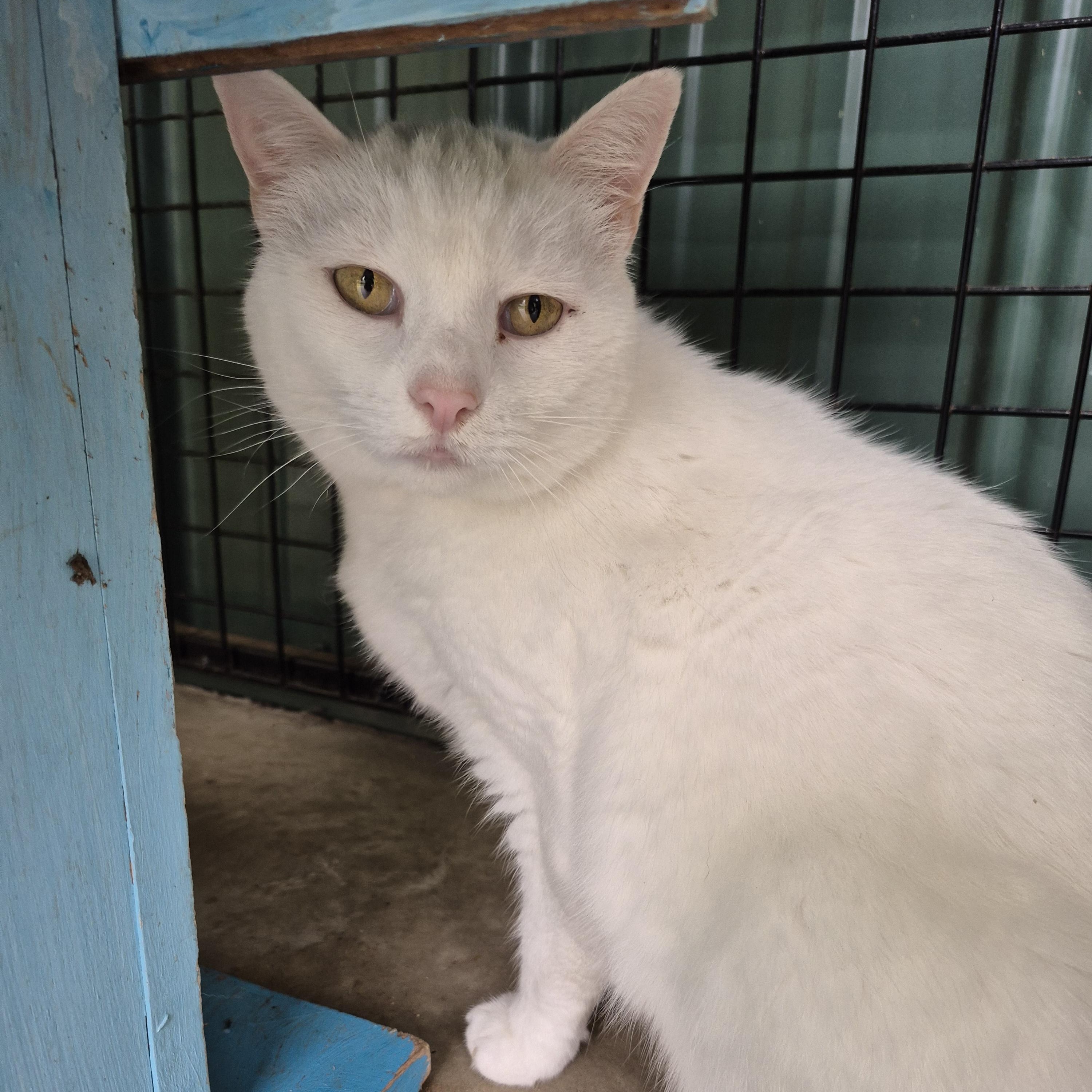 Konani, a ADOPTABLE Domestic Short Hair in Tioga, PA image 3/6