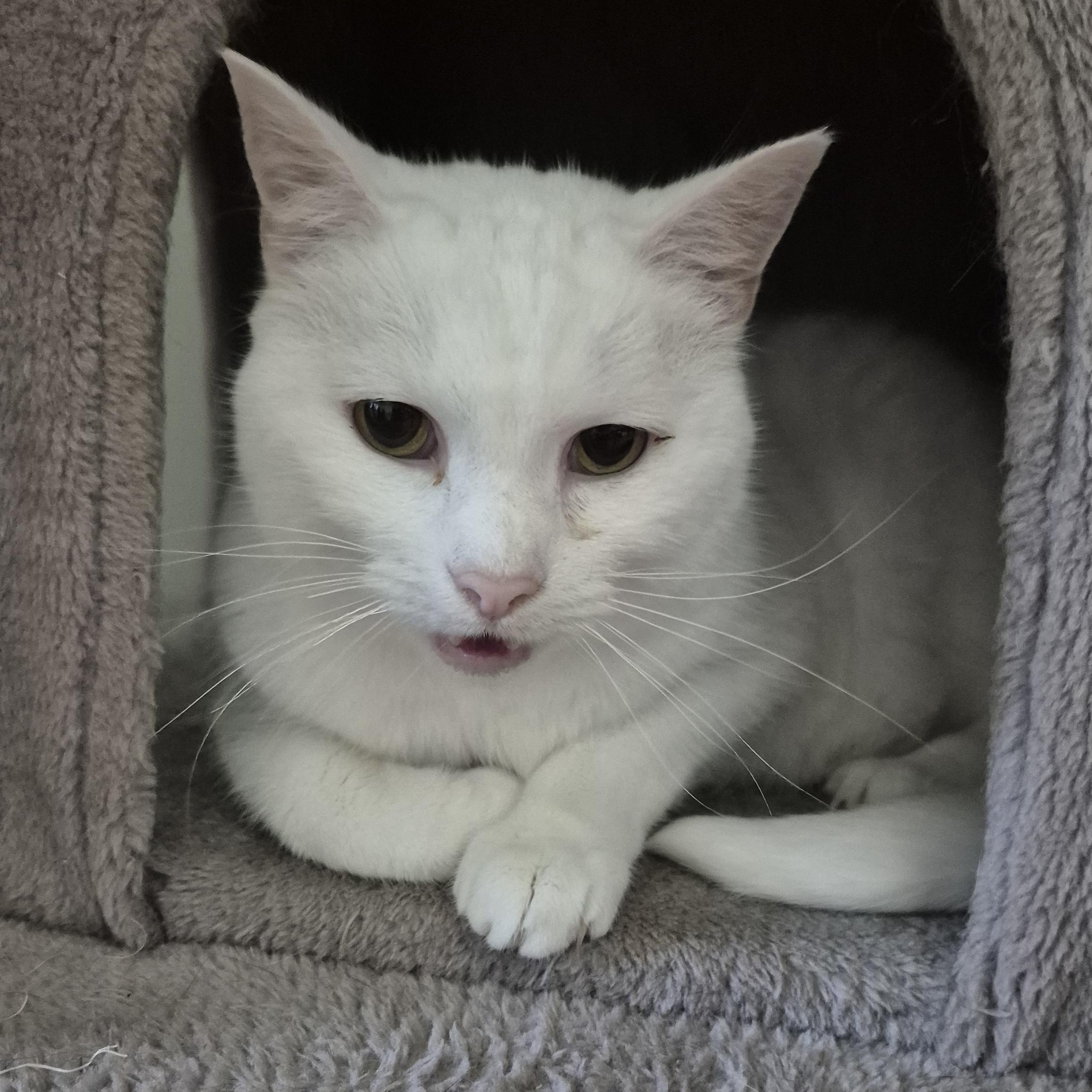 Konani, a ADOPTABLE Domestic Short Hair in Tioga, PA image 2/4