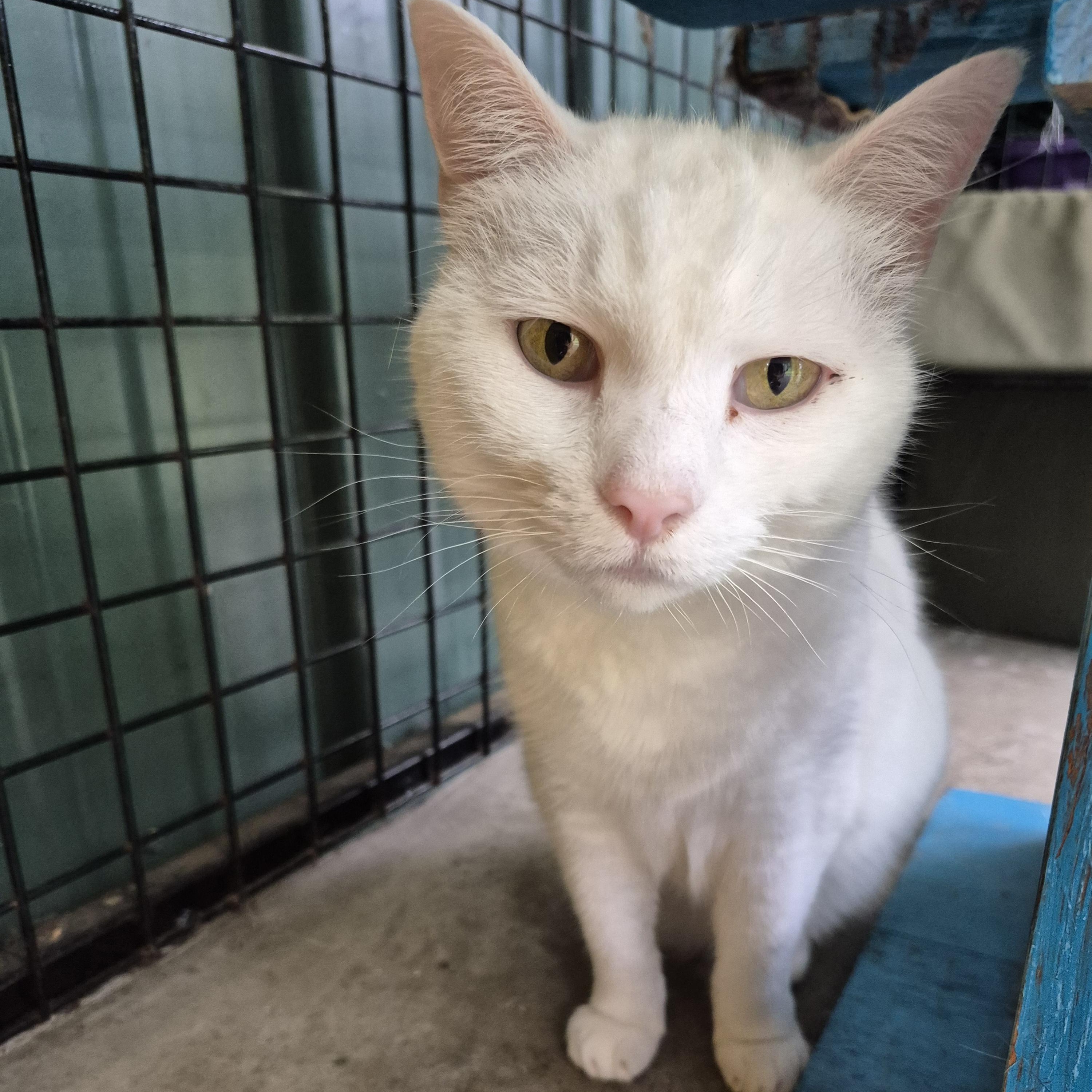 Konani, a ADOPTABLE Domestic Short Hair in Tioga, PA image 2/6
