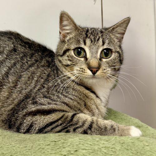 Enlarge Sasha, a Adoptable mixed breed in Knoxville, TN image 1/6