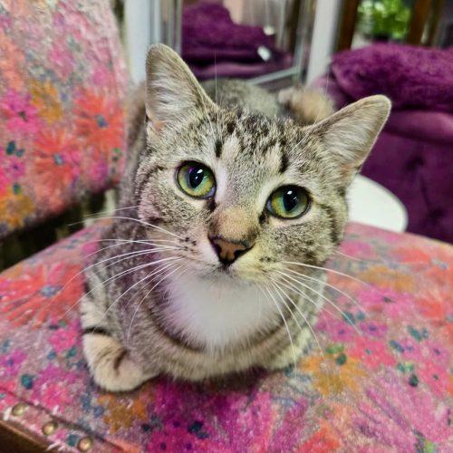 Enlarge Sasha, a Adoptable mixed breed in Knoxville, TN image 4/6