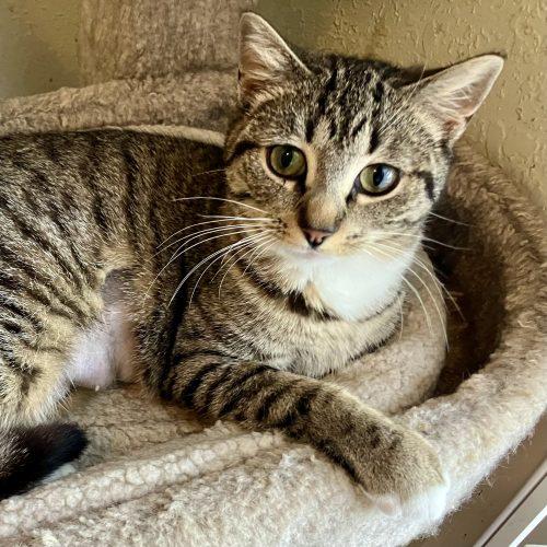 Enlarge Sasha, a Adoptable mixed breed in Knoxville, TN image 6/6