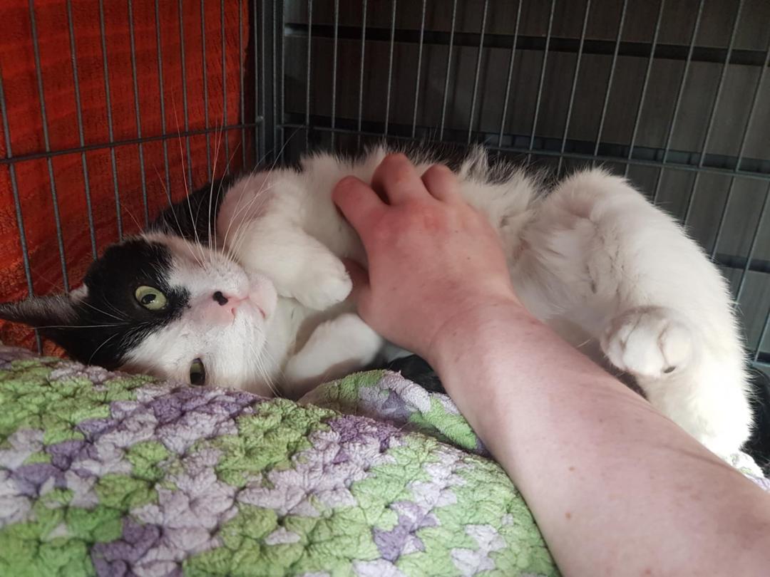 Enlarge Henry, a ADOPTABLE Domestic Short Hair in Hamilton, ON image 3/5