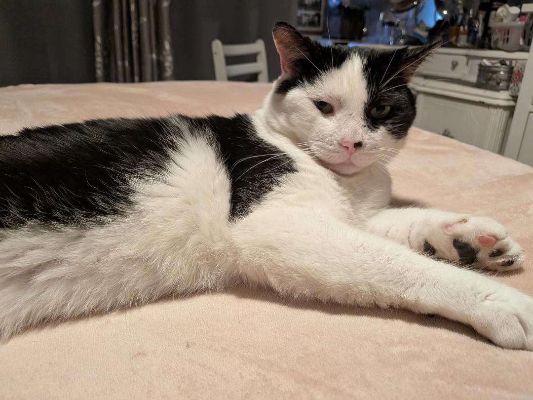 Enlarge Henry, a ADOPTABLE Domestic Short Hair in Hamilton, ON image 2/5