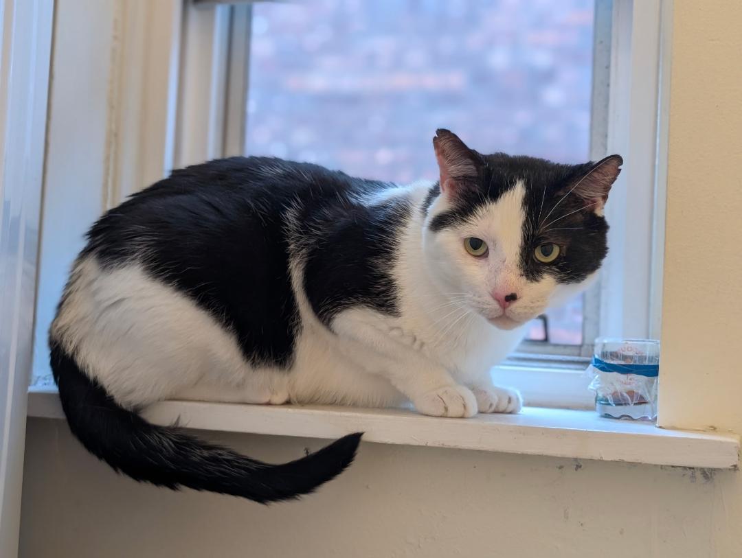 Henry, ADOPTABLE, Adult Male Domestic Short Hair.