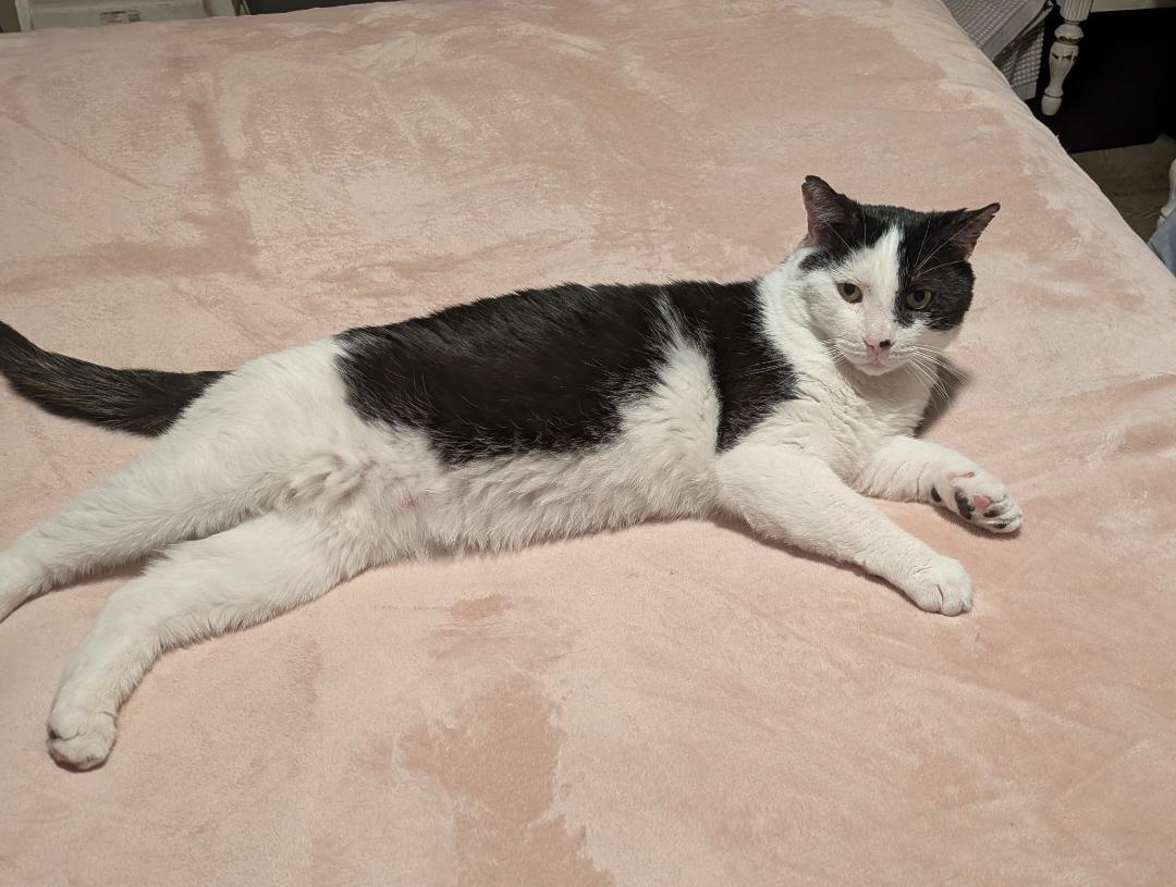 Enlarge Henry, a ADOPTABLE Domestic Short Hair in Hamilton, ON image 4/5