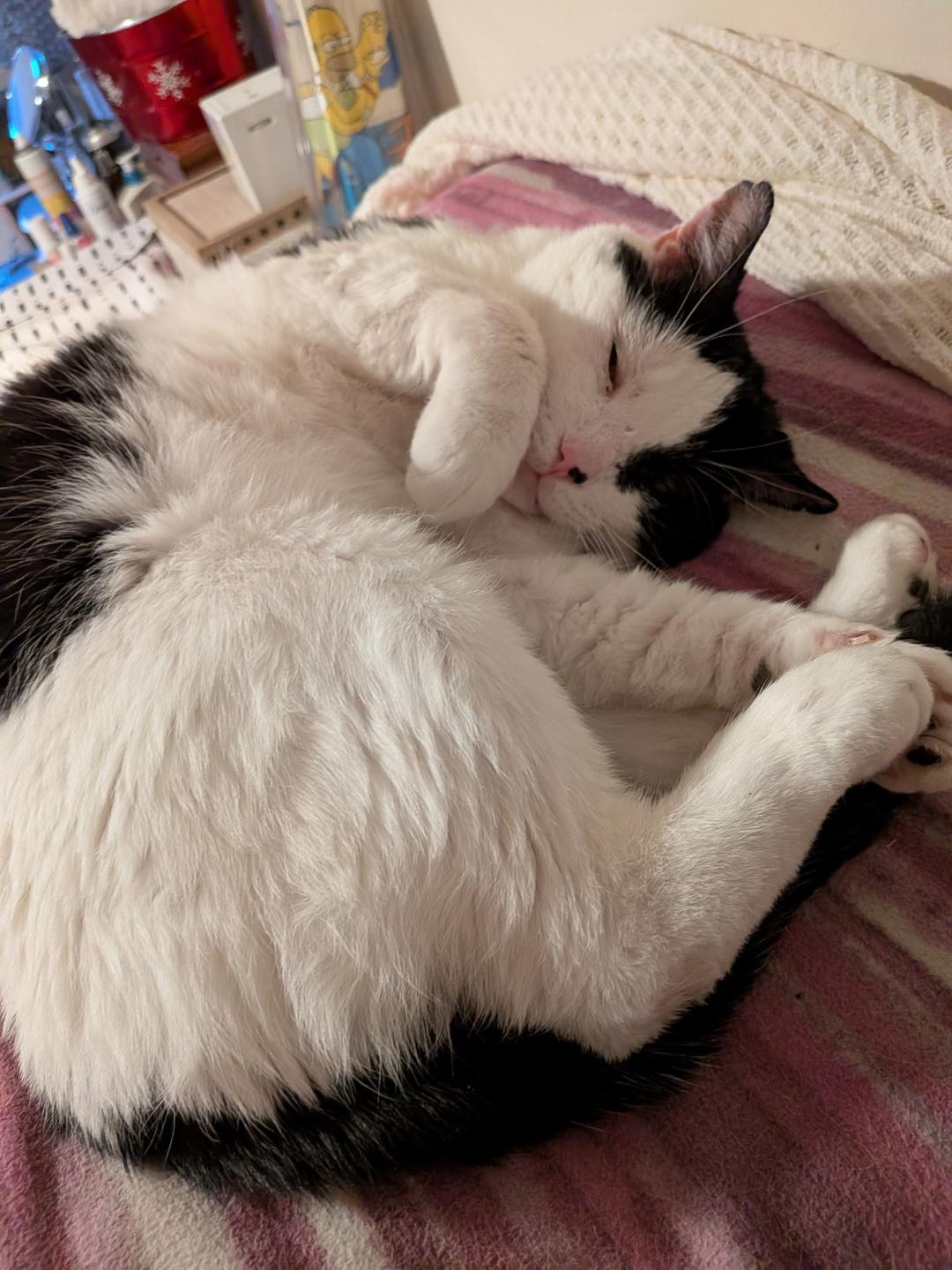 Enlarge Henry, a ADOPTABLE Domestic Short Hair in Hamilton, ON image 5/5