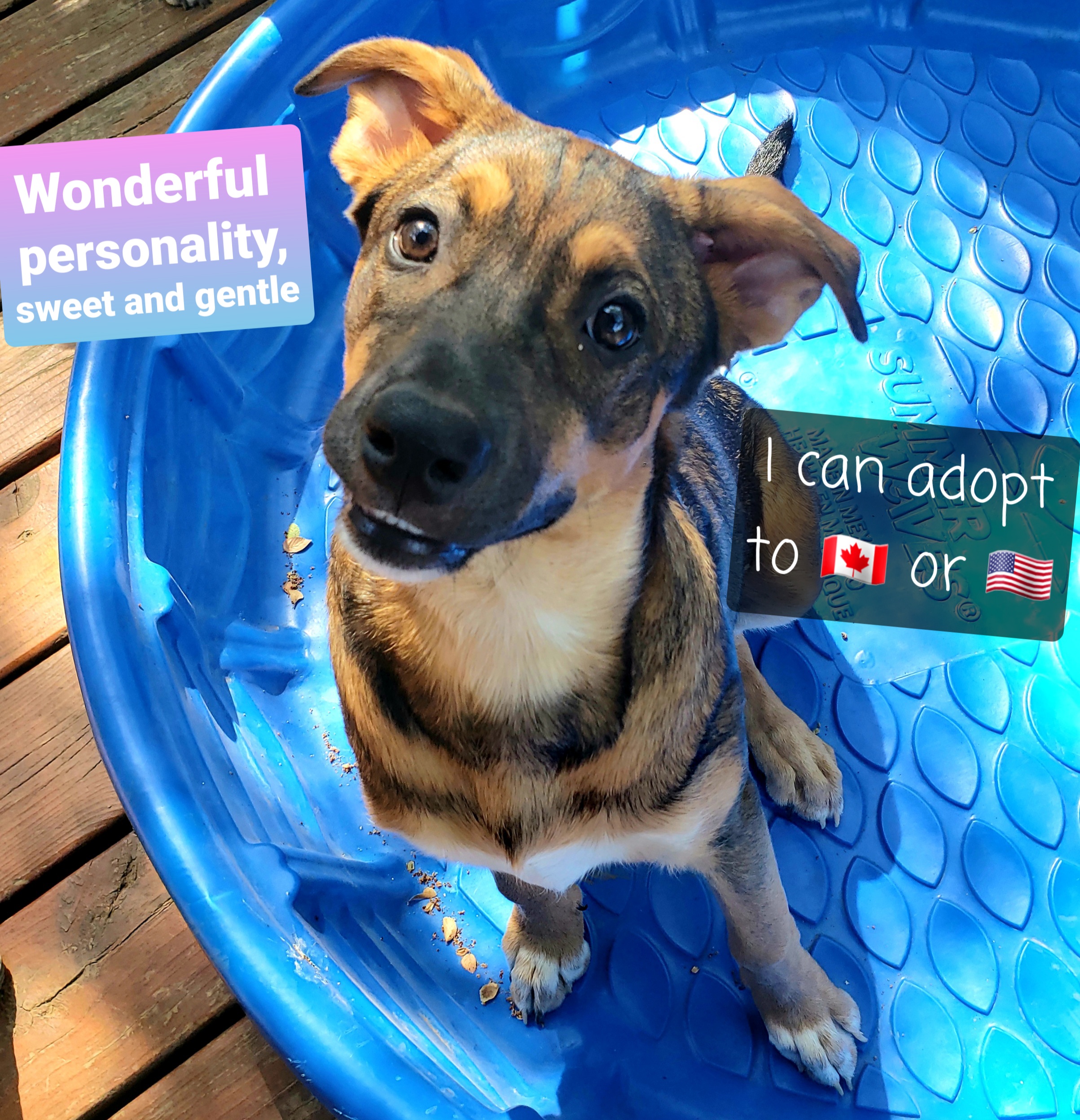 Dog for adoption Taffy, a German Shepherd Dog & Labrador Retriever