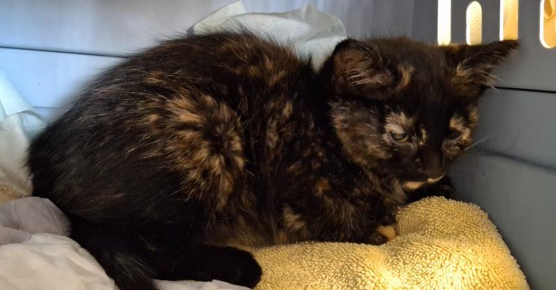 Overachiever Carter, Adoptable, Kitten Female Domestic Short Hair.