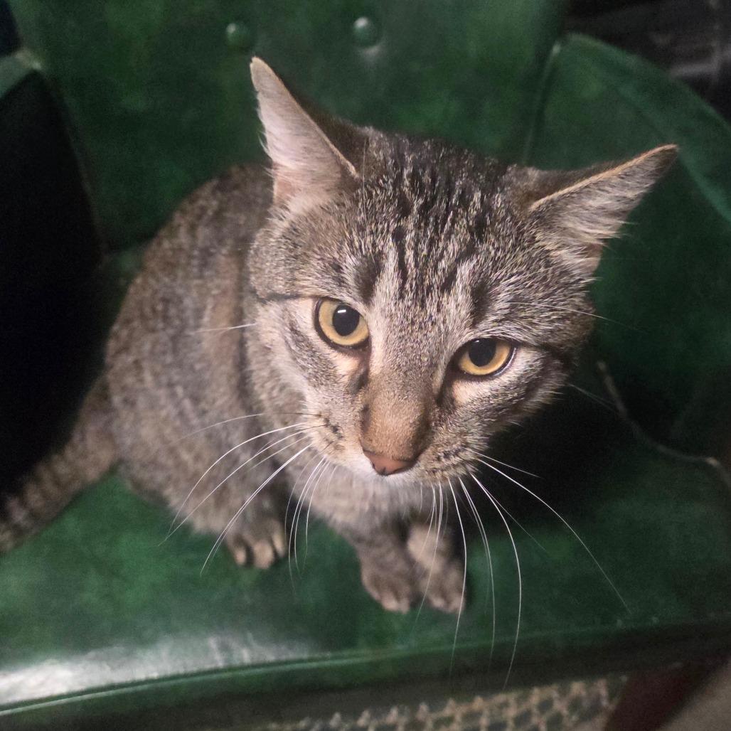 Tipper, a Adoptable Domestic Short Hair in Columbia, MO image 1/3