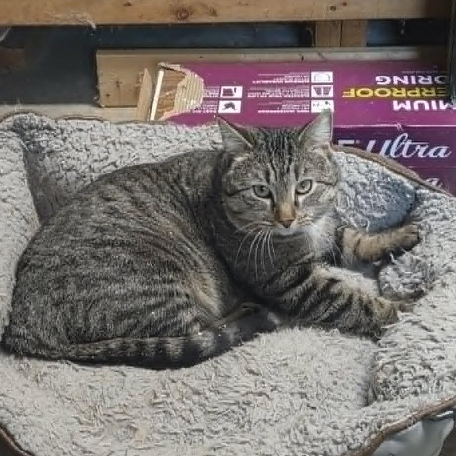 Tipper, a Adoptable Domestic Short Hair in Columbia, MO image 2/3