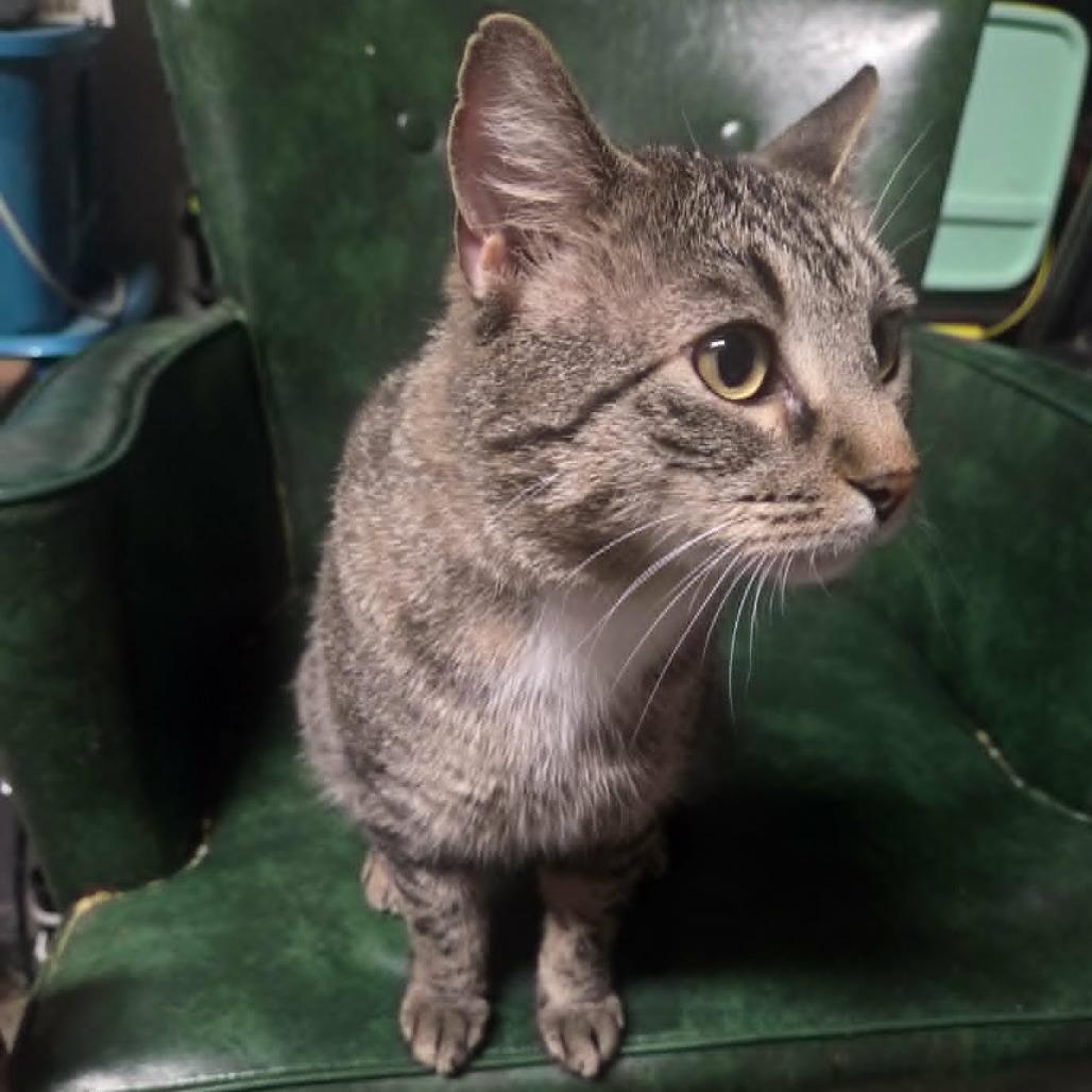 Tipper, a Adoptable Domestic Short Hair in Columbia, MO image 3/3