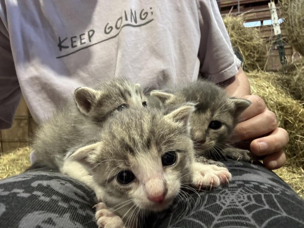 Enlarge Feral mom with kittens, a Adoptable mixed breed in Sanger, TX image 1/2