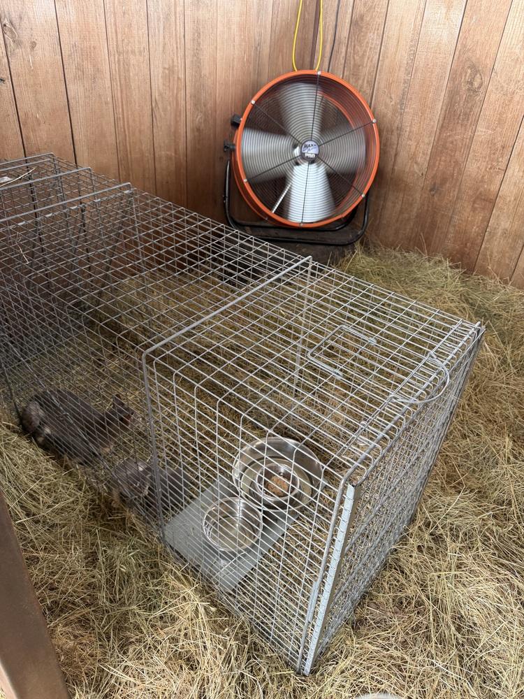 Enlarge Feral mom with kittens, a Adoptable mixed breed in Sanger, TX image 2/2