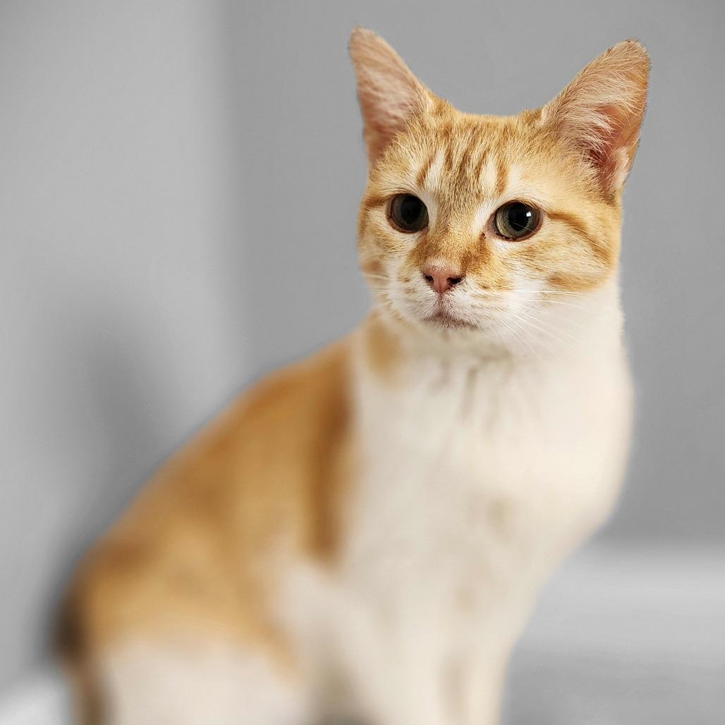Winky, Adoptable, Adult Female Domestic Short Hair.