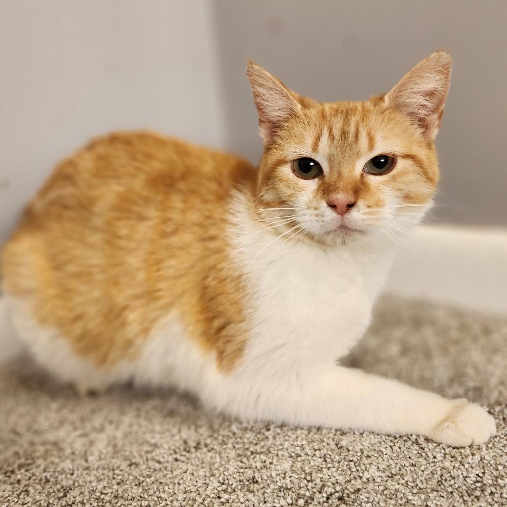 Enlarge Winky, a Adoptable Domestic Short Hair in Centerville, TN image 2/3