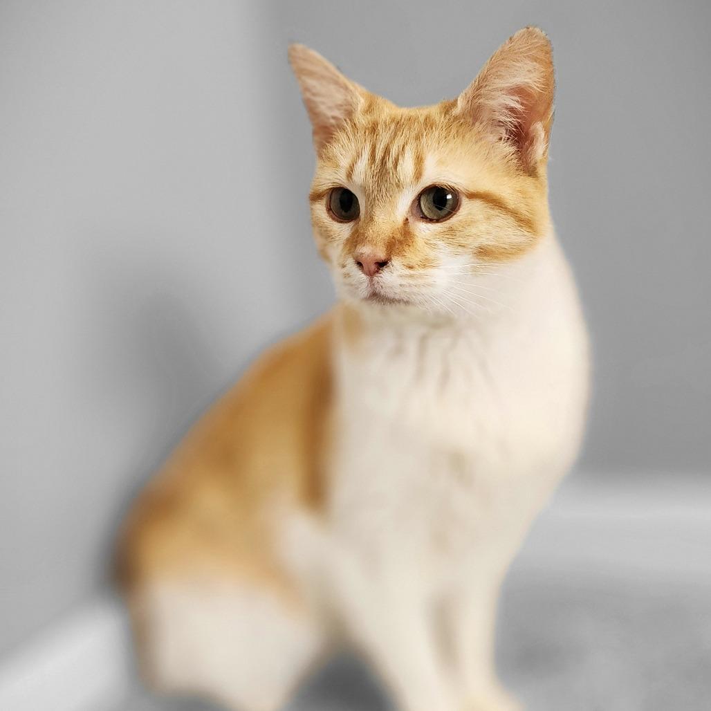 Enlarge Winky, a Adoptable Domestic Short Hair in Centerville, TN image 3/3