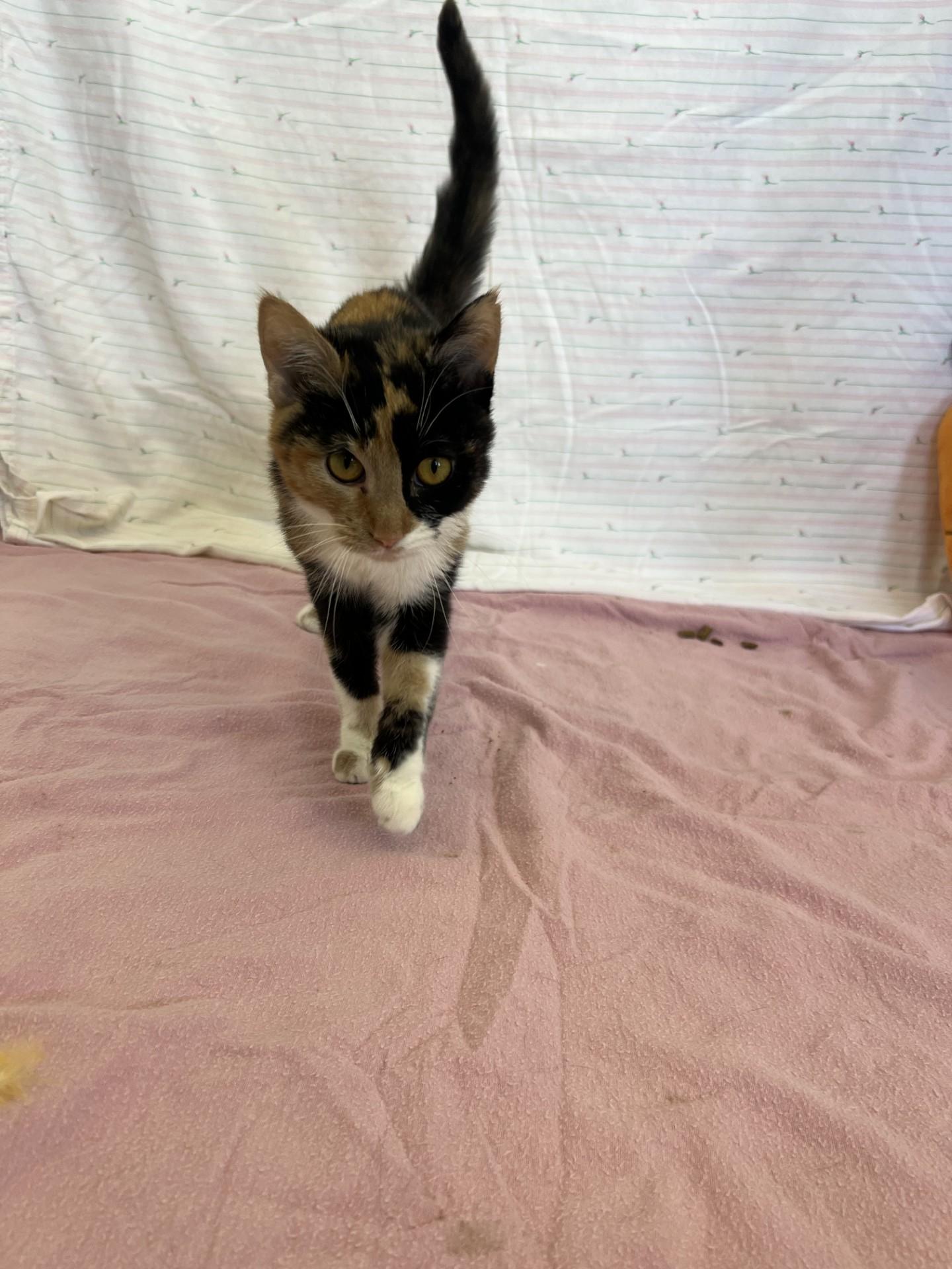 Enlarge Angel, an adopted mixed breed in Upper Sandusky, OH image 3/3