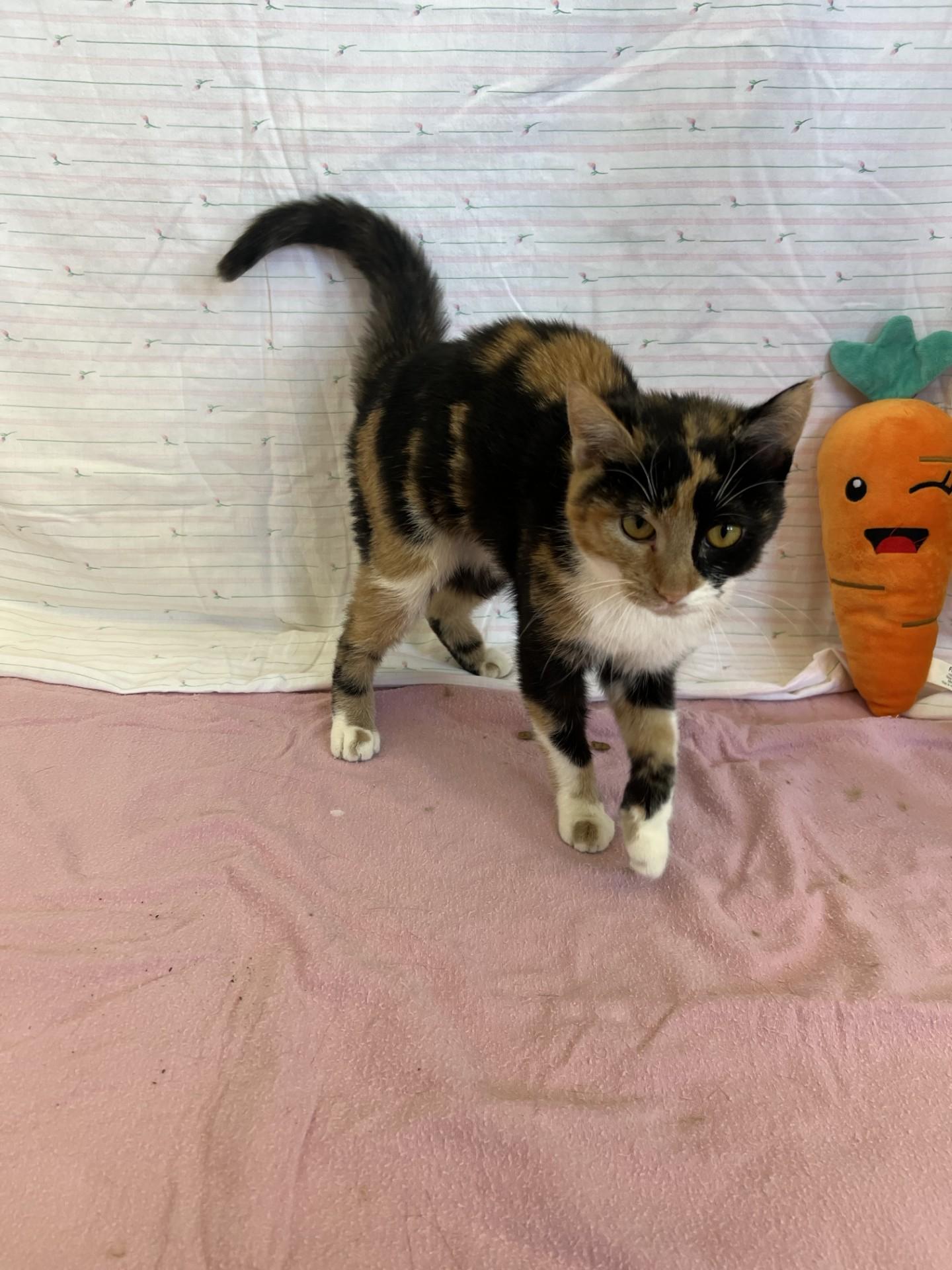 Enlarge Angel, an adopted mixed breed in Upper Sandusky, OH image 2/3