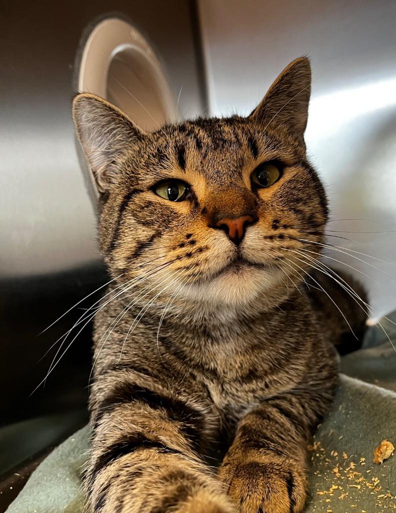 Hugo, Adoptable, Young Male Domestic Short Hair.