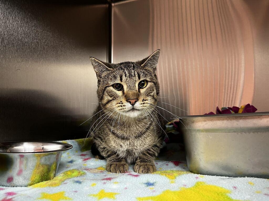 Hugo, Adoptable, Young Male Domestic Short Hair.