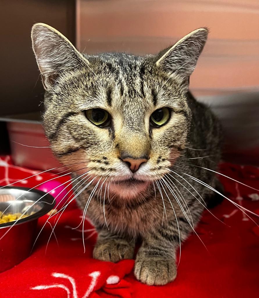 Enlarge Hugo, a Adoptable mixed breed in Logan, UT image 2/2