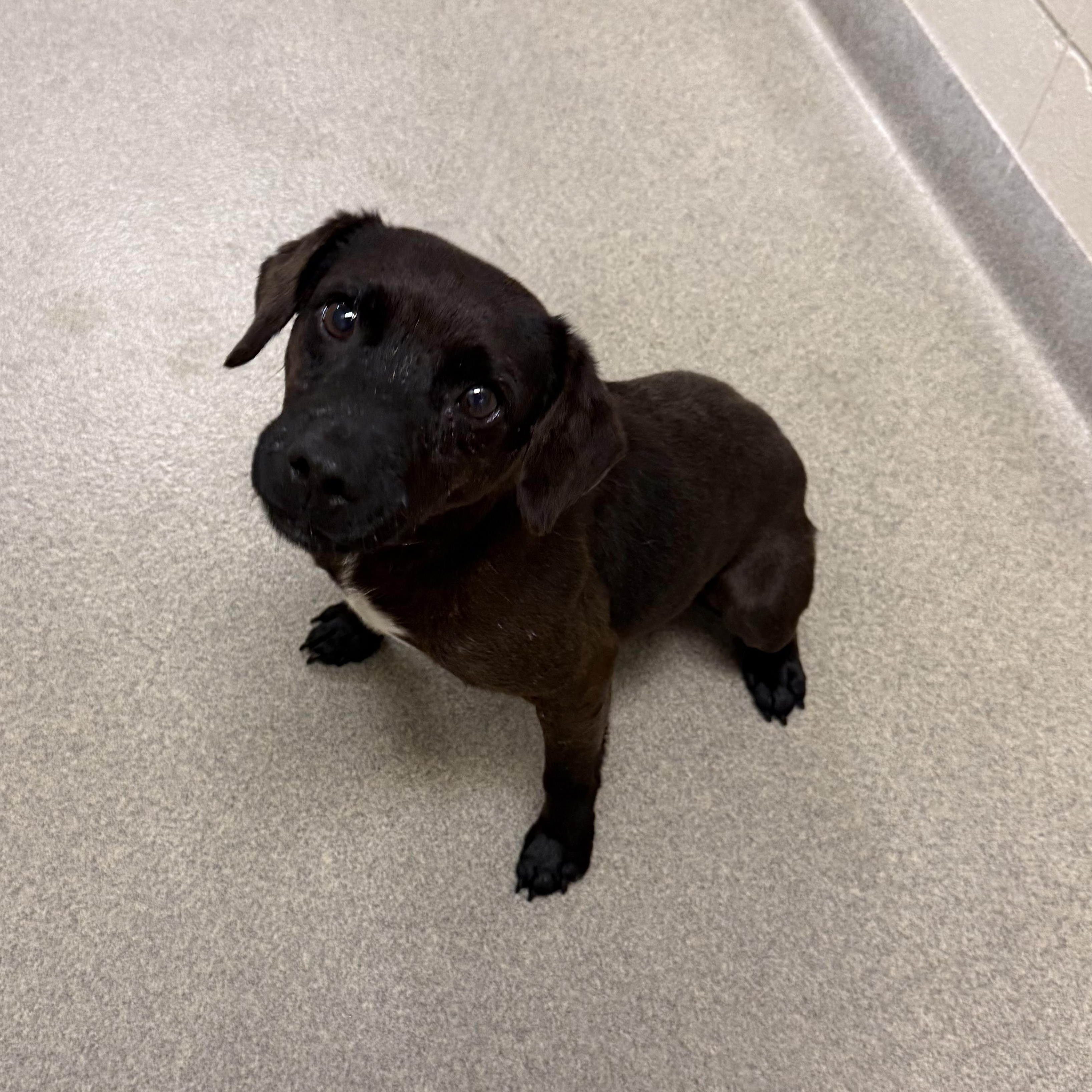 Lindor, Adopted, Adult Male Terrier.