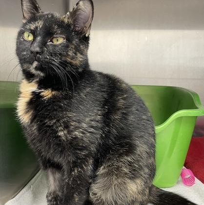 Kris, an adoptable mixed breed in Tinley Park, IL image 2/6
