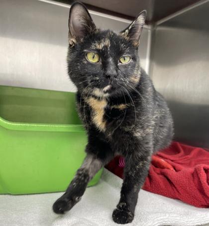 Kris, an adoptable mixed breed in Tinley Park, IL image 4/6