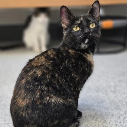 Kris, adoptable, Young Female Domestic Short Hair & Tortoiseshell.