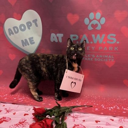 Kris, an adoptable mixed breed in Tinley Park, IL image 3/6