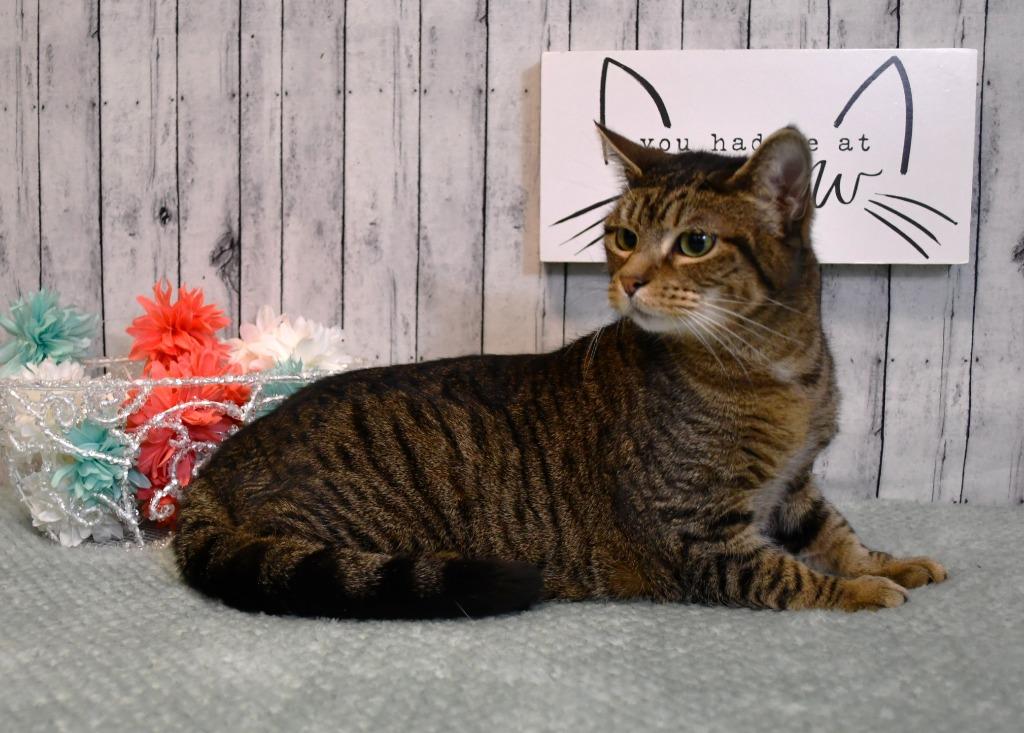 PJ, Adoptable, Adult Female Domestic Short Hair.