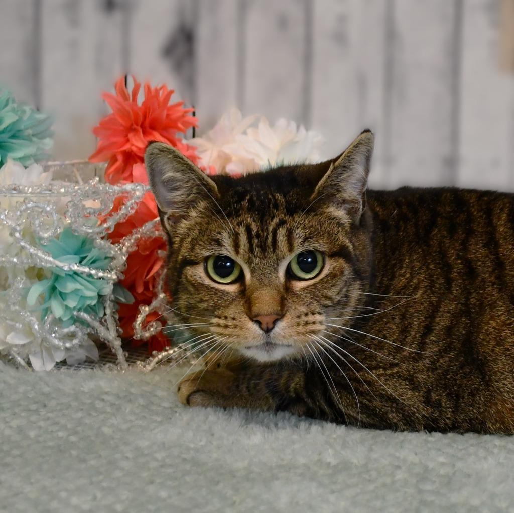 Enlarge PJ, a Adoptable mixed breed in Roanoke, TX image 2/3