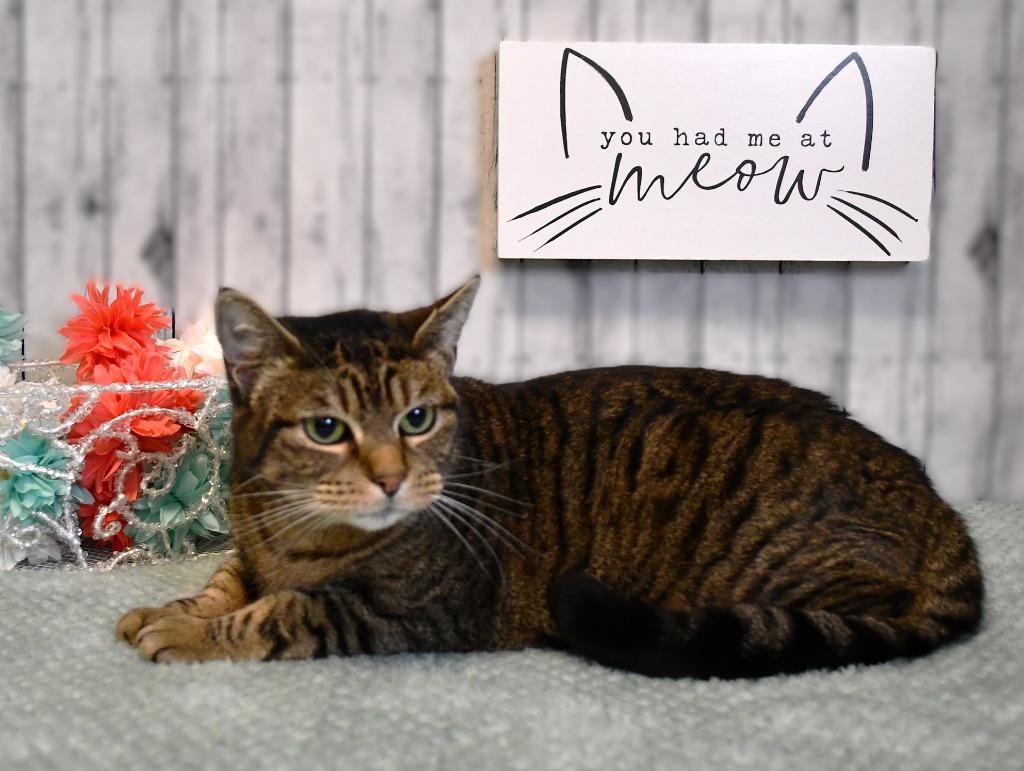 Enlarge PJ, a Adoptable mixed breed in Roanoke, TX image 3/3