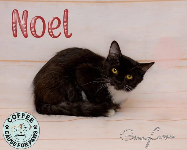 Noel, ADOPTABLE, Young Female Domestic Medium Hair.