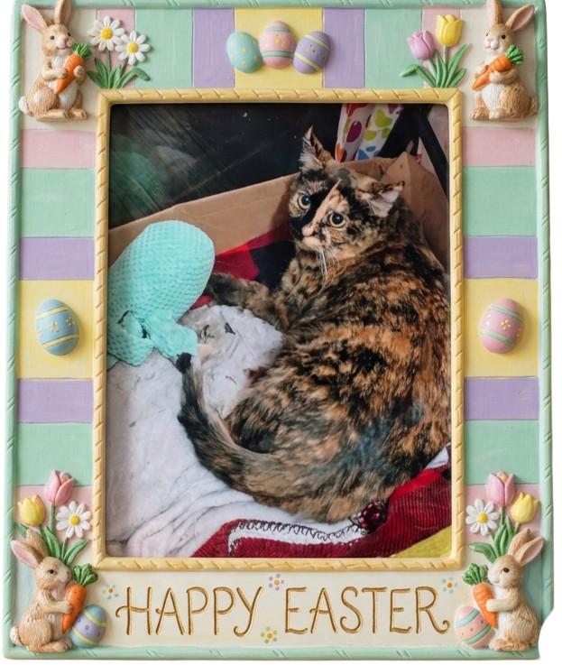 Enlarge SABRINA, a ADOPTABLE Domestic Short Hair in Corinth, NY image 1/1