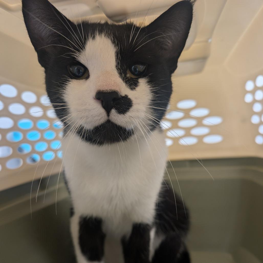 Enlarge Quattro, a Adoptable Domestic Short Hair in Watertown, NY image 1/2