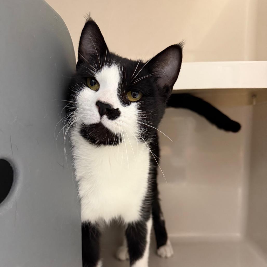 Enlarge Quattro, a Adoptable Domestic Short Hair in Watertown, NY image 2/2